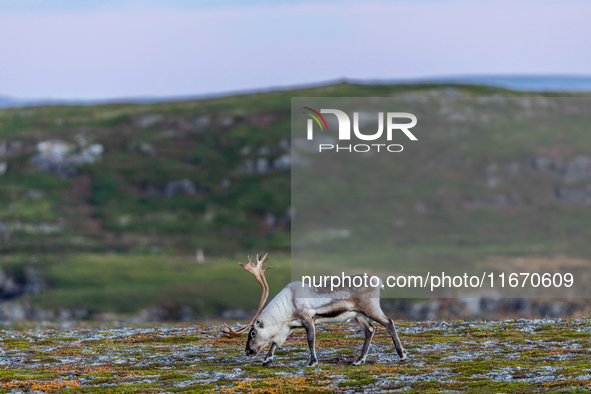 A white reindeer stands on rocky terrain at sunset in Nordkapp, Norway, on September 27, 2024. Nordkapp, the northernmost point of mainland...