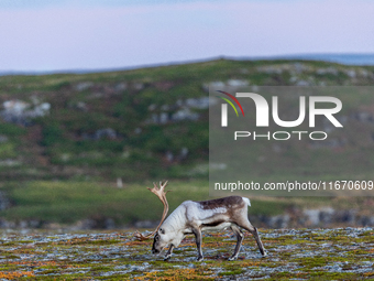 A white reindeer stands on rocky terrain at sunset in Nordkapp, Norway, on September 27, 2024. Nordkapp, the northernmost point of mainland...