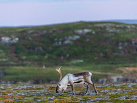 A white reindeer stands on rocky terrain at sunset in Nordkapp, Norway, on September 27, 2024. Nordkapp, the northernmost point of mainland...