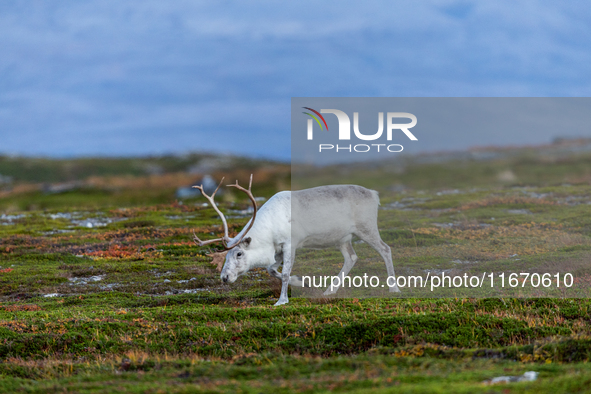 A white reindeer stands on rocky terrain at sunset in Nordkapp, Norway, on September 27, 2024. Nordkapp, the northernmost point of mainland...