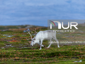 A white reindeer stands on rocky terrain at sunset in Nordkapp, Norway, on September 27, 2024. Nordkapp, the northernmost point of mainland...