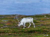 A white reindeer stands on rocky terrain at sunset in Nordkapp, Norway, on September 27, 2024. Nordkapp, the northernmost point of mainland...