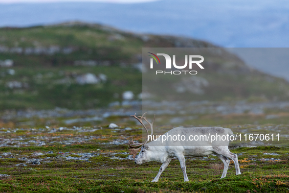 A white reindeer stands on rocky terrain at sunset in Nordkapp, Norway, on September 27, 2024. Nordkapp, the northernmost point of mainland...