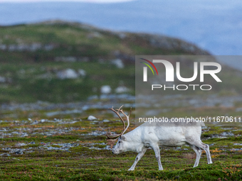 A white reindeer stands on rocky terrain at sunset in Nordkapp, Norway, on September 27, 2024. Nordkapp, the northernmost point of mainland...