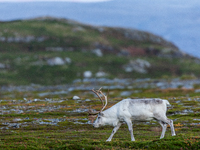 A white reindeer stands on rocky terrain at sunset in Nordkapp, Norway, on September 27, 2024. Nordkapp, the northernmost point of mainland...