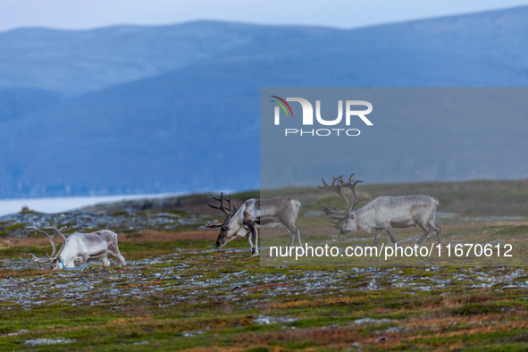 A small group of reindeers stands on rocky terrain at Nordkapp, Norway, on September 27, 2024. Nordkapp, the northernmost point of mainland...