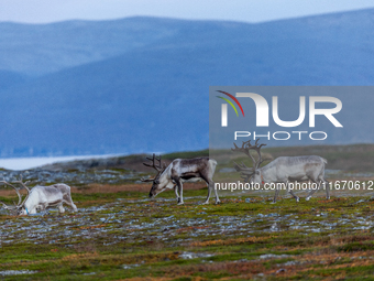 A small group of reindeers stands on rocky terrain at Nordkapp, Norway, on September 27, 2024. Nordkapp, the northernmost point of mainland...