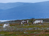 A small group of reindeers stands on rocky terrain at Nordkapp, Norway, on September 27, 2024. Nordkapp, the northernmost point of mainland...