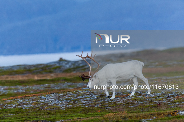 A white reindeer stands on rocky terrain at sunset in Nordkapp, Norway, on September 27, 2024. Nordkapp, the northernmost point of mainland...