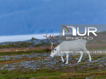 A white reindeer stands on rocky terrain at sunset in Nordkapp, Norway, on September 27, 2024. Nordkapp, the northernmost point of mainland...