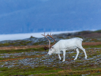 A white reindeer stands on rocky terrain at sunset in Nordkapp, Norway, on September 27, 2024. Nordkapp, the northernmost point of mainland...