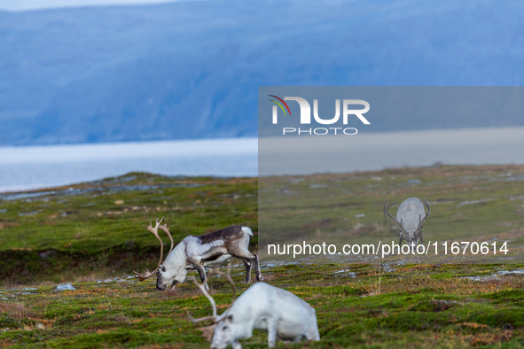 A small group of reindeers stands on rocky terrain at Nordkapp, Norway, on September 27, 2024. Nordkapp, the northernmost point of mainland...