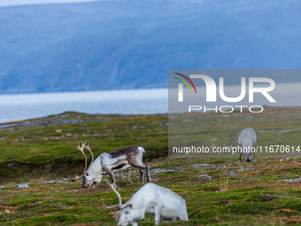 A small group of reindeers stands on rocky terrain at Nordkapp, Norway, on September 27, 2024. Nordkapp, the northernmost point of mainland...