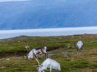 A small group of reindeers stands on rocky terrain at Nordkapp, Norway, on September 27, 2024. Nordkapp, the northernmost point of mainland...