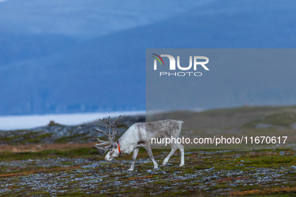 A reindeer stands on rocky terrain at sunset in Nordkapp, Norway, on September 27, 2024. Nordkapp, the northernmost point of mainland Europe...