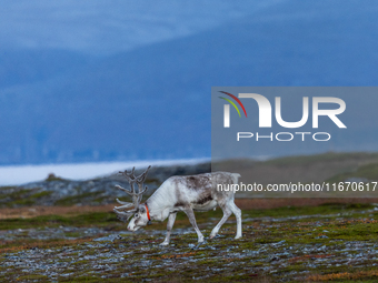 A reindeer stands on rocky terrain at sunset in Nordkapp, Norway, on September 27, 2024. Nordkapp, the northernmost point of mainland Europe...