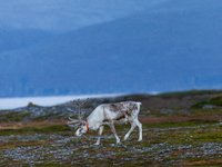 A reindeer stands on rocky terrain at sunset in Nordkapp, Norway, on September 27, 2024. Nordkapp, the northernmost point of mainland Europe...