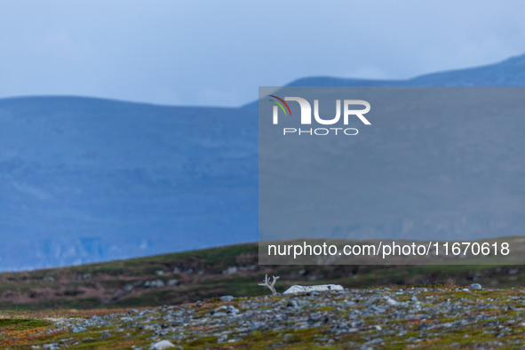 A white reindeer stands on rocky terrain at sunset in Nordkapp, Norway, on September 27, 2024. Nordkapp, the northernmost point of mainland...