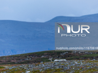 A white reindeer stands on rocky terrain at sunset in Nordkapp, Norway, on September 27, 2024. Nordkapp, the northernmost point of mainland...