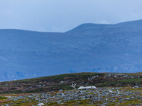 A white reindeer stands on rocky terrain at sunset in Nordkapp, Norway, on September 27, 2024. Nordkapp, the northernmost point of mainland...