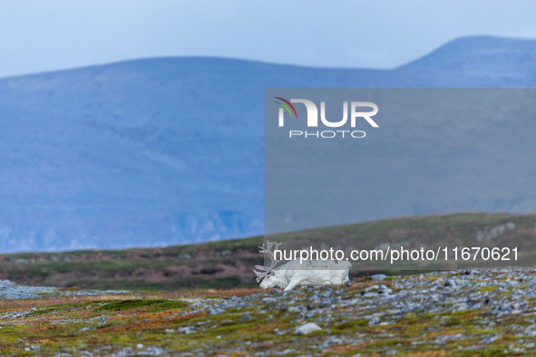 A white reindeer stands on rocky terrain at sunset in Nordkapp, Norway, on September 27, 2024. Nordkapp, the northernmost point of mainland...