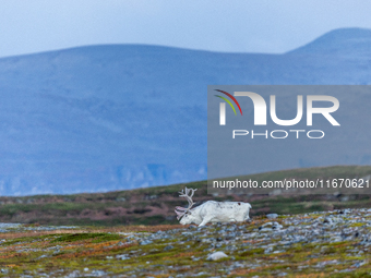 A white reindeer stands on rocky terrain at sunset in Nordkapp, Norway, on September 27, 2024. Nordkapp, the northernmost point of mainland...