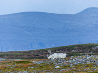 A white reindeer stands on rocky terrain at sunset in Nordkapp, Norway, on September 27, 2024. Nordkapp, the northernmost point of mainland...