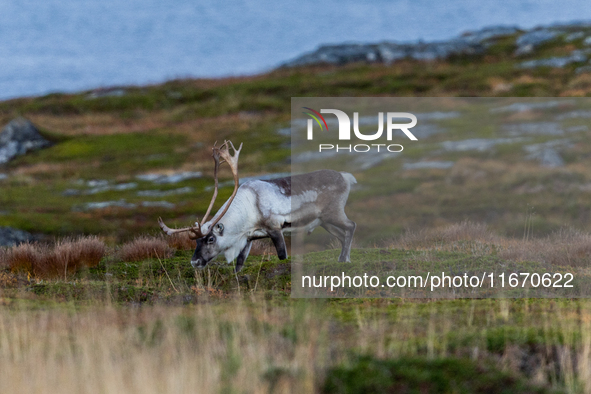 A reindeer stands on rocky terrain at Nordkapp, Norway, on September 27, 2024. Nordkapp, the northernmost point of mainland Europe, is known...