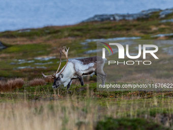 A reindeer stands on rocky terrain at Nordkapp, Norway, on September 27, 2024. Nordkapp, the northernmost point of mainland Europe, is known...