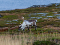 A reindeer stands on rocky terrain at Nordkapp, Norway, on September 27, 2024. Nordkapp, the northernmost point of mainland Europe, is known...