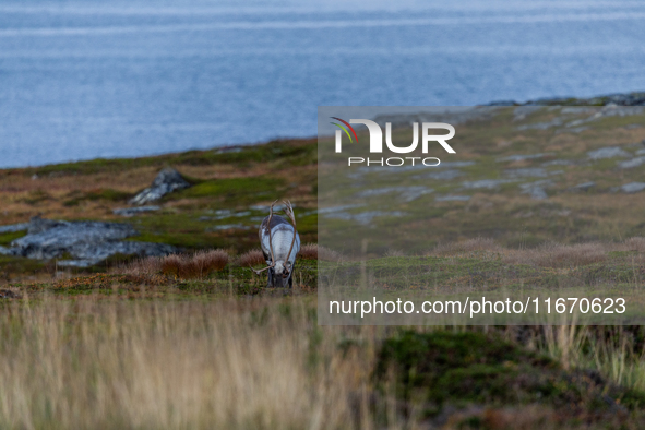 A reindeer stands on rocky terrain at Nordkapp, Norway, on September 27, 2024. Nordkapp, the northernmost point of mainland Europe, is known...