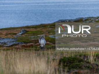 A reindeer stands on rocky terrain at Nordkapp, Norway, on September 27, 2024. Nordkapp, the northernmost point of mainland Europe, is known...