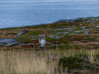 A reindeer stands on rocky terrain at Nordkapp, Norway, on September 27, 2024. Nordkapp, the northernmost point of mainland Europe, is known...