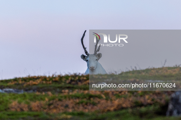 A reindeer stands on rocky terrain at Nordkapp, Norway, on September 27, 2024. Nordkapp, the northernmost point of mainland Europe, is known...