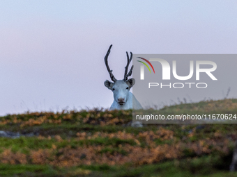 A reindeer stands on rocky terrain at Nordkapp, Norway, on September 27, 2024. Nordkapp, the northernmost point of mainland Europe, is known...