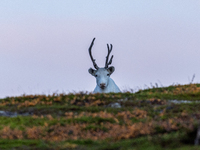 A reindeer stands on rocky terrain at Nordkapp, Norway, on September 27, 2024. Nordkapp, the northernmost point of mainland Europe, is known...