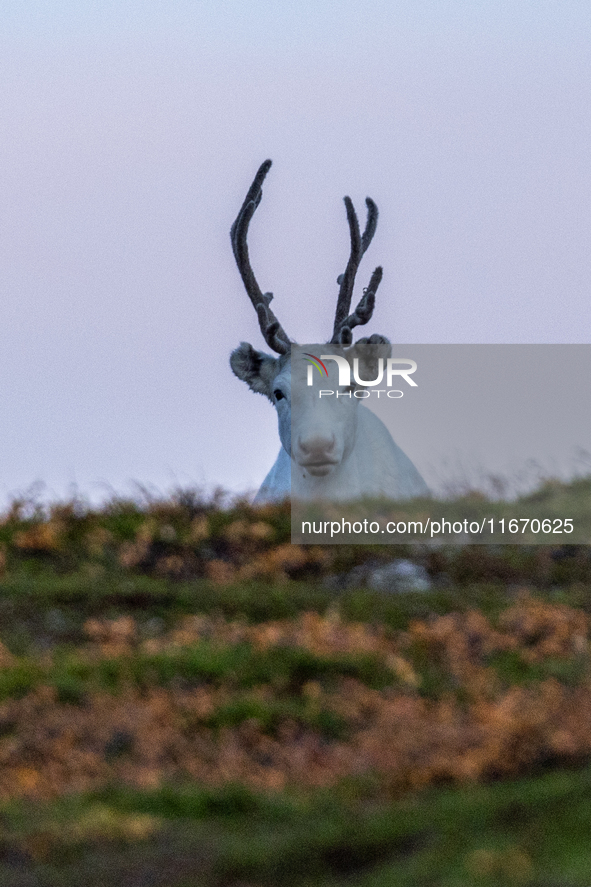 A reindeer stands on rocky terrain at Nordkapp, Norway, on September 27, 2024. Nordkapp, the northernmost point of mainland Europe, is known...