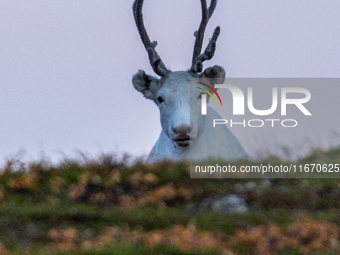 A reindeer stands on rocky terrain at Nordkapp, Norway, on September 27, 2024. Nordkapp, the northernmost point of mainland Europe, is known...