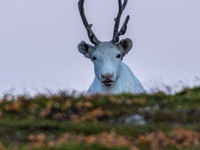 A reindeer stands on rocky terrain at Nordkapp, Norway, on September 27, 2024. Nordkapp, the northernmost point of mainland Europe, is known...