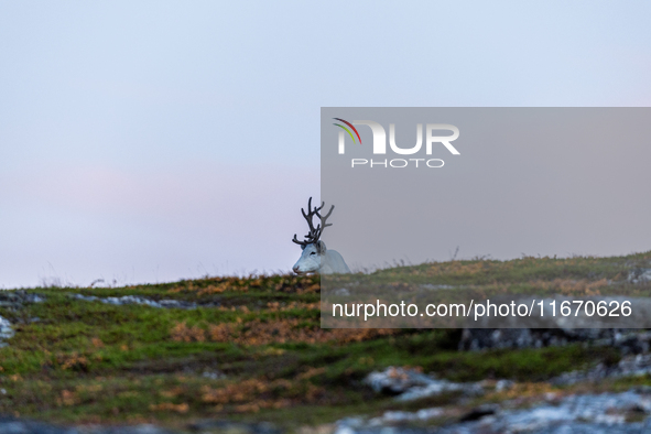 A reindeer stands on rocky terrain at Nordkapp, Norway, on September 27, 2024. Nordkapp, the northernmost point of mainland Europe, is known...