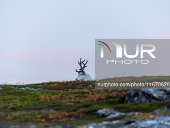 A reindeer stands on rocky terrain at Nordkapp, Norway, on September 27, 2024. Nordkapp, the northernmost point of mainland Europe, is known...