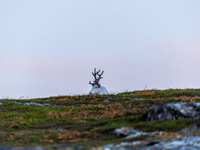 A reindeer stands on rocky terrain at Nordkapp, Norway, on September 27, 2024. Nordkapp, the northernmost point of mainland Europe, is known...