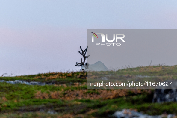 A reindeer stands on rocky terrain at Nordkapp, Norway, on September 27, 2024. Nordkapp, the northernmost point of mainland Europe, is known...