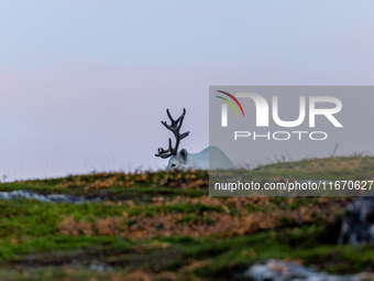 A reindeer stands on rocky terrain at Nordkapp, Norway, on September 27, 2024. Nordkapp, the northernmost point of mainland Europe, is known...