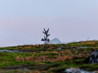 A reindeer stands on rocky terrain at Nordkapp, Norway, on September 27, 2024. Nordkapp, the northernmost point of mainland Europe, is known...