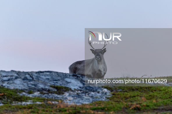 A reindeer stands on rocky terrain at Nordkapp, Norway, on September 27, 2024. Nordkapp, the northernmost point of mainland Europe, is known...