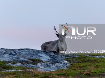 A reindeer stands on rocky terrain at Nordkapp, Norway, on September 27, 2024. Nordkapp, the northernmost point of mainland Europe, is known...