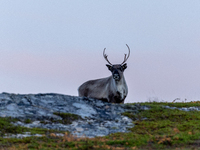 A reindeer stands on rocky terrain at Nordkapp, Norway, on September 27, 2024. Nordkapp, the northernmost point of mainland Europe, is known...