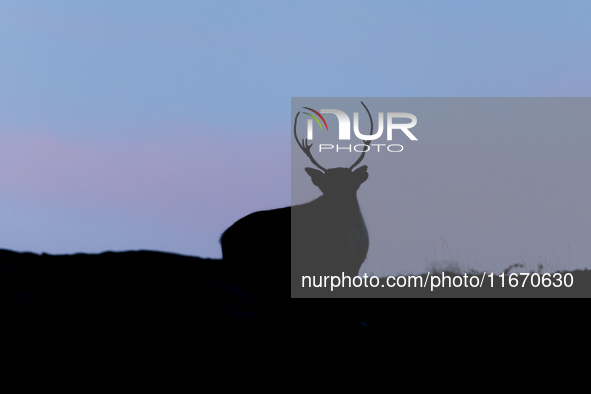 A reindeer stands on rocky terrain at Nordkapp, Norway, on September 27, 2024. Nordkapp, the northernmost point of mainland Europe, is known...