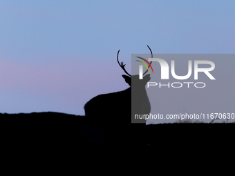 A reindeer stands on rocky terrain at Nordkapp, Norway, on September 27, 2024. Nordkapp, the northernmost point of mainland Europe, is known...